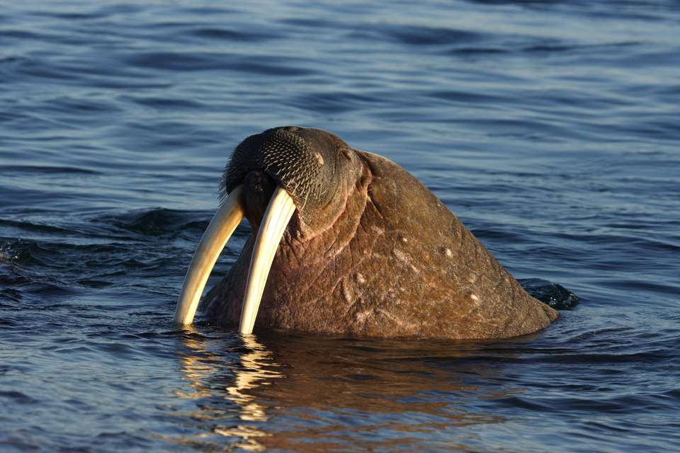 Spitsbergen Circumnavigation: A Rite of Passage - Exodus Adventure Travels - Finland - Image 18