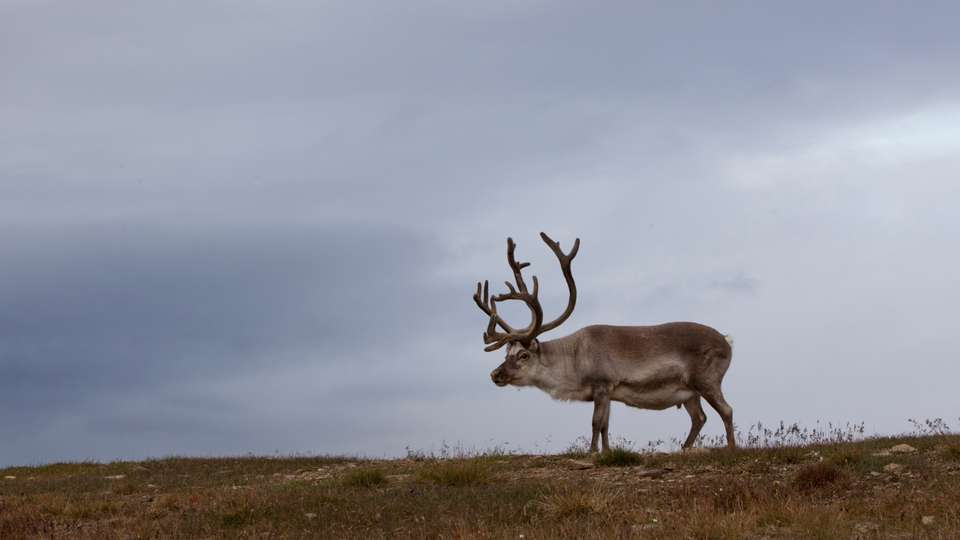 Spitsbergen Circumnavigation: A Rite of Passage - Exodus Adventure Travels - Finland - Image 15