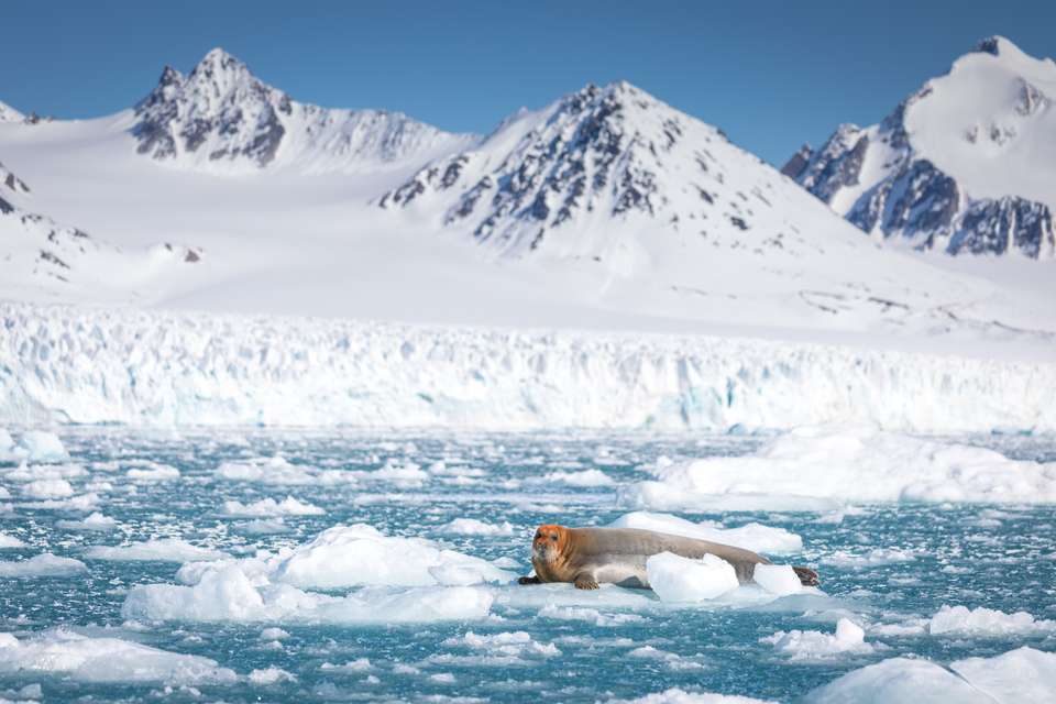 Spitsbergen Circumnavigation: A Rite of Passage - Exodus Adventure Travels - Finland - Image 12