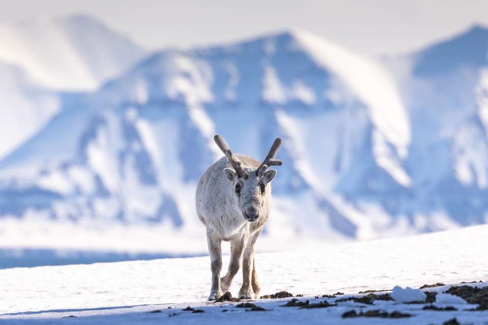 Spitsbergen Circumnavigation: A Rite of Passage - Exodus Adventure Travels - Finland - Image 11