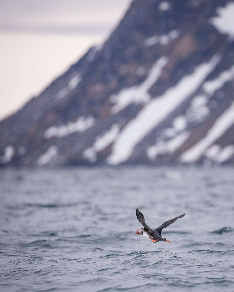 Spitsbergen Circumnavigation: A Rite of Passage - Exodus Adventure Travels - Finland - Image 10