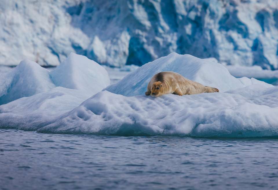 Spitsbergen Circumnavigation: A Rite of Passage - Exodus Adventure Travels - Finland - Image 7