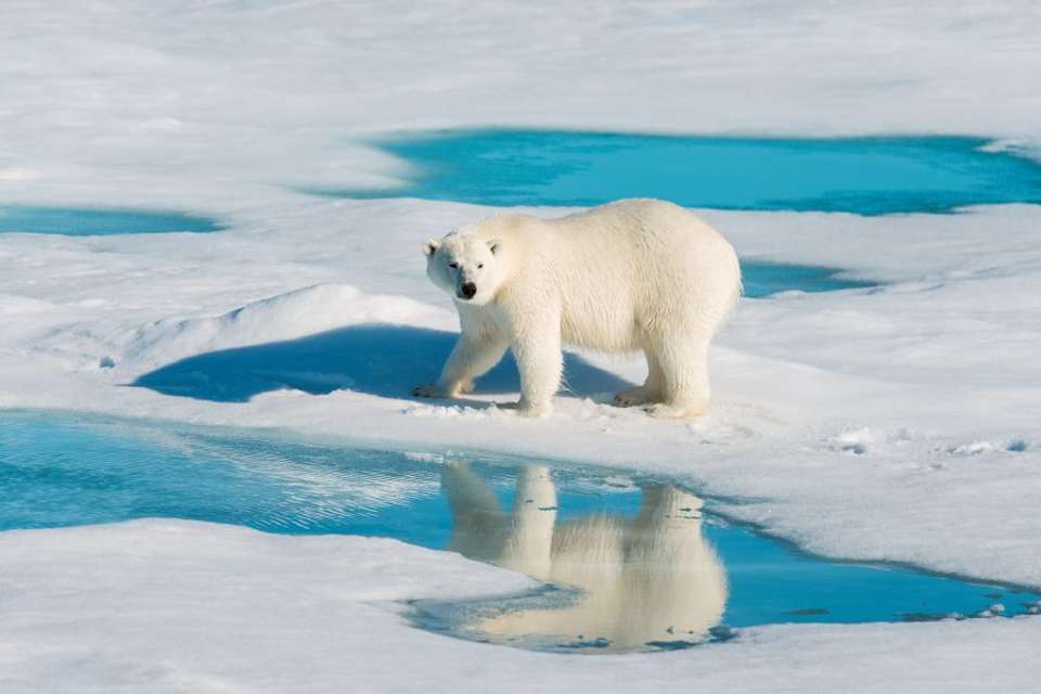 Spitsbergen, Greenland and Iceland - Douglas Mawson - Explore - Norway - Image 4
