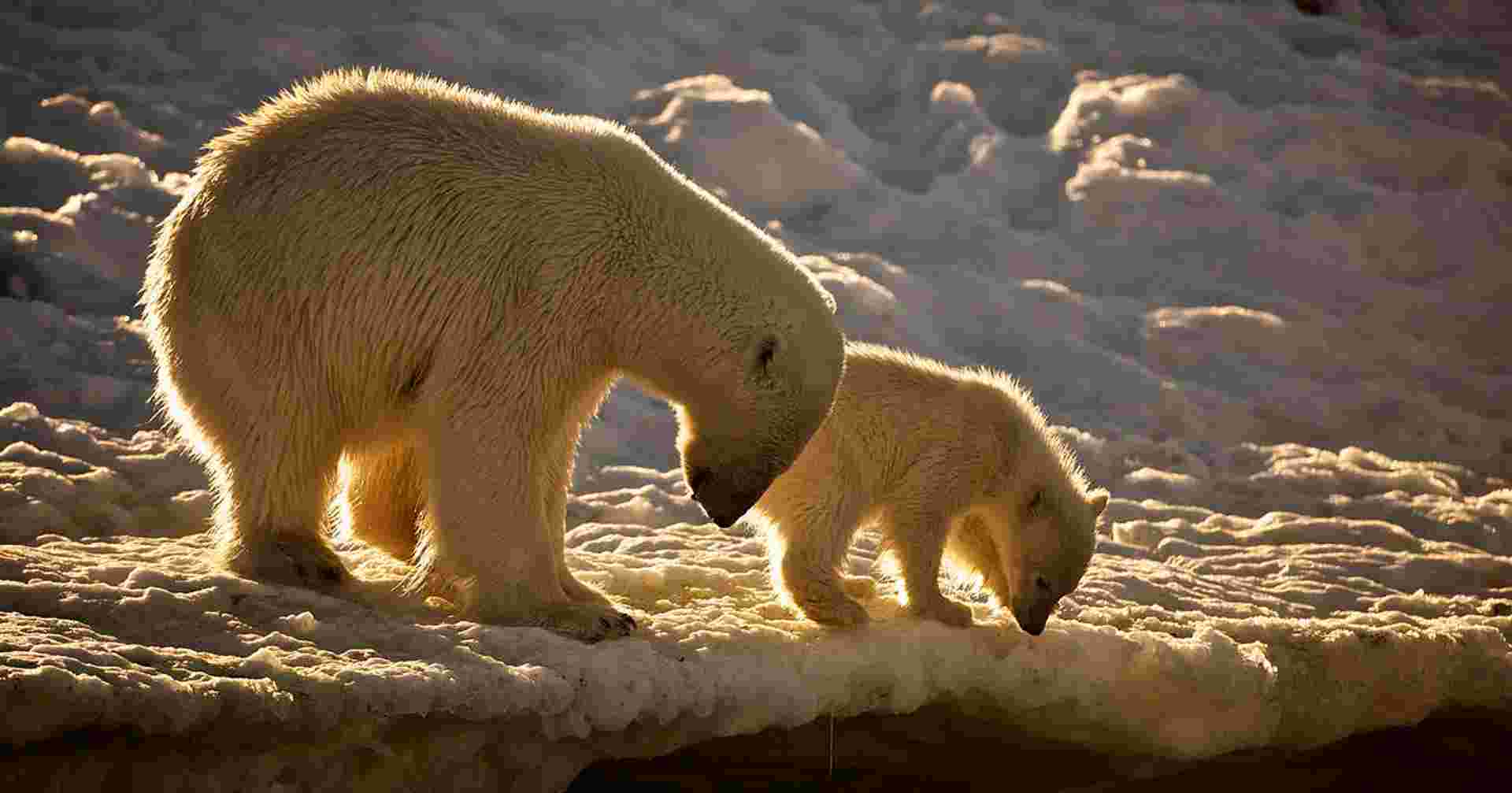 Spitsbergen, Greenland and Iceland - M/V Greg Mortimer