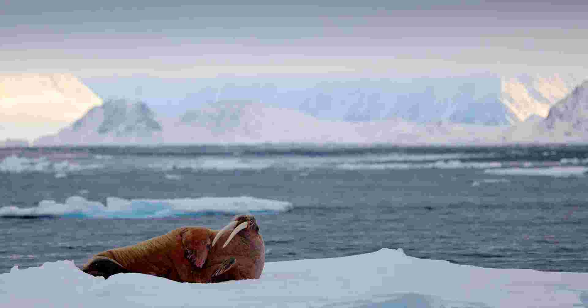 Spitsbergen, Greenland and Iceland Solar Eclipse Departure - M/V Greg Mortimer