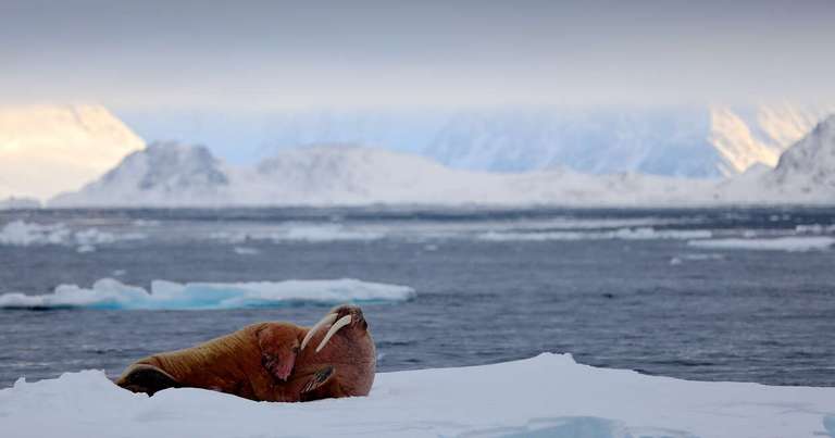 Spitsbergen, Greenland and Iceland Solar Eclipse Departure - M/V Greg Mortimer trip - alternative tour available