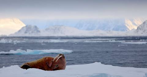 Spitsbergen, Greenland And Iceland Solar Eclipse Departure - M/v Greg Mortimer - 15 Days
