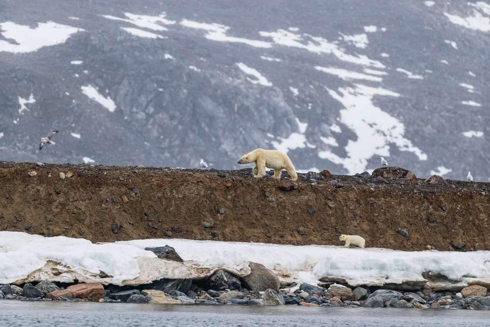 Spitsbergen Highlights: Journey into the Arctic Wilderness - undefined - Image 4