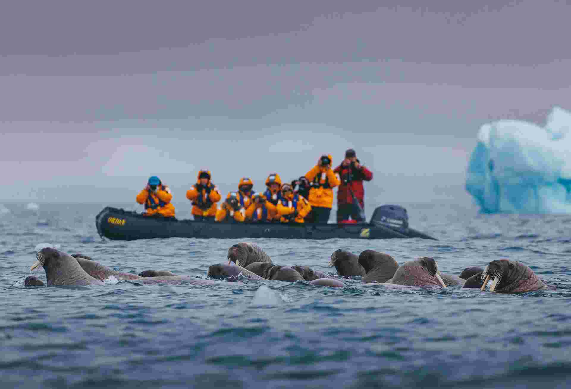 Spitsbergen Highlights: Wildlife Capital of the Arctic