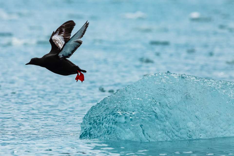 Spitsbergen Highlights: Wildlife Capital of the Arctic - Exodus Adventure Travels - Finland - Image 2