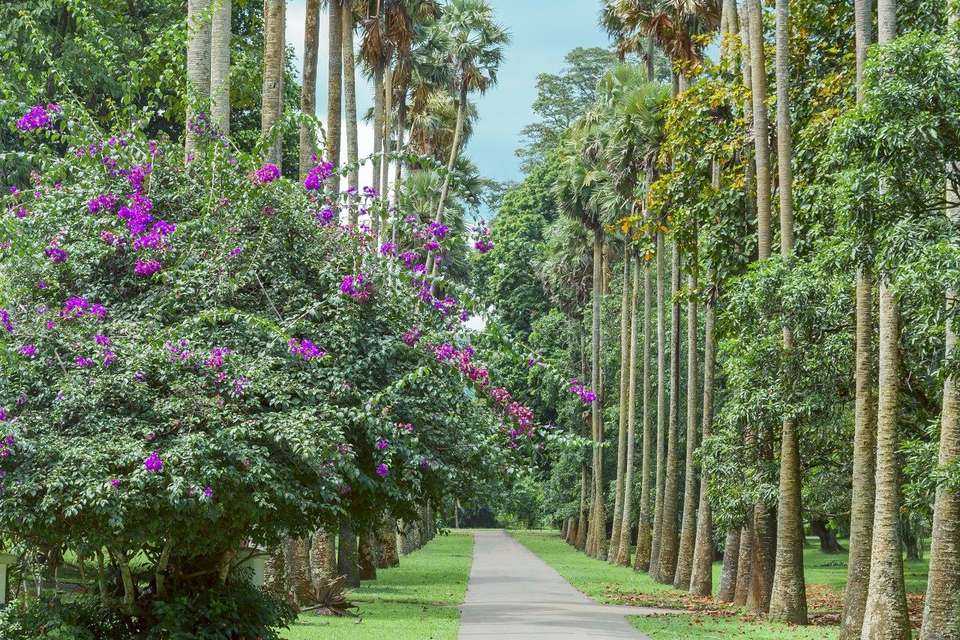 Splendid Sri Lanka, Private Tour - Destination Services - Sri Lanka - Image 2