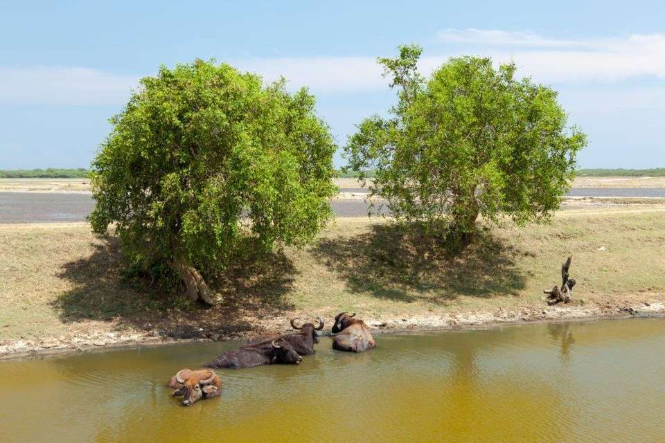 Splendid Sri Lanka, Private Tour - Destination Services - Sri Lanka - Image 13