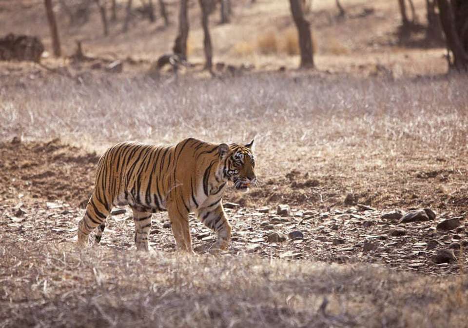Splendors of India - Indus Travels - India - Image 8