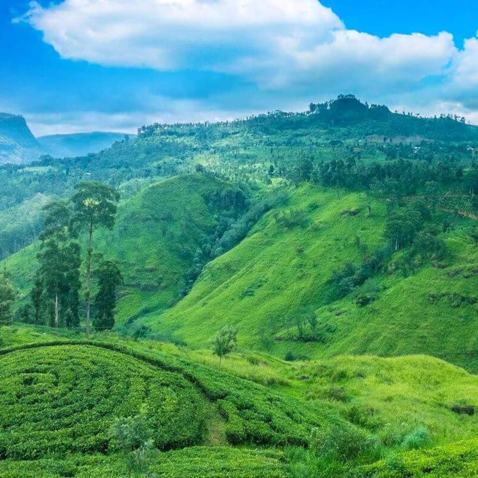 Splendours of Ceylon (5 & 4 Star Hotels) - undefined - Image 13