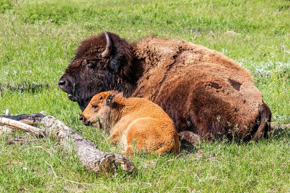 Spotlight on South Dakota featuring Mount Rushmore & The Badlands - Collette Tours - USA - Image 3