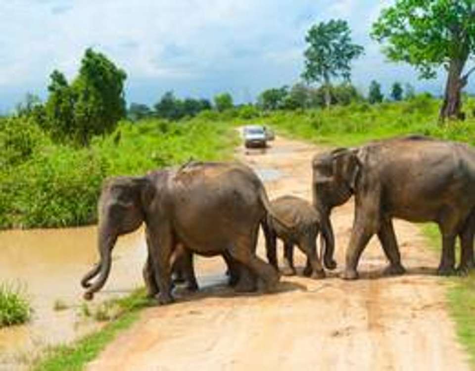 Sri Lanka Adventure - 12 days - On The Go Tours - Sri Lanka