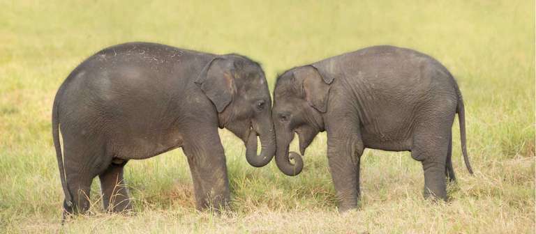 South Asia Bicycle Tour: Sri Lanka Adventure