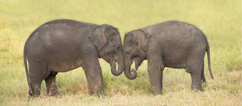 Sri Lanka Adventure - November 2026