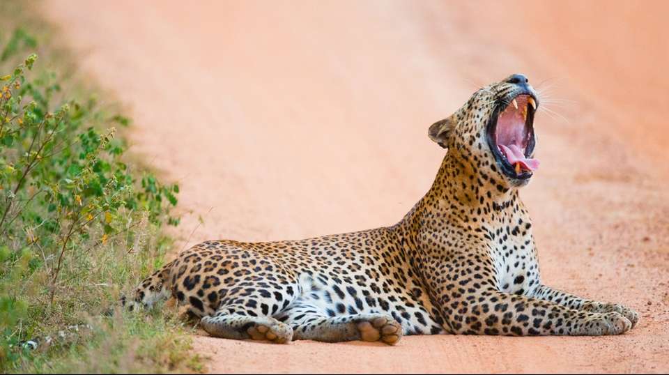 Sri Lanka Adventure Escape - Skyhaven Tours - Sri Lanka - Image 5