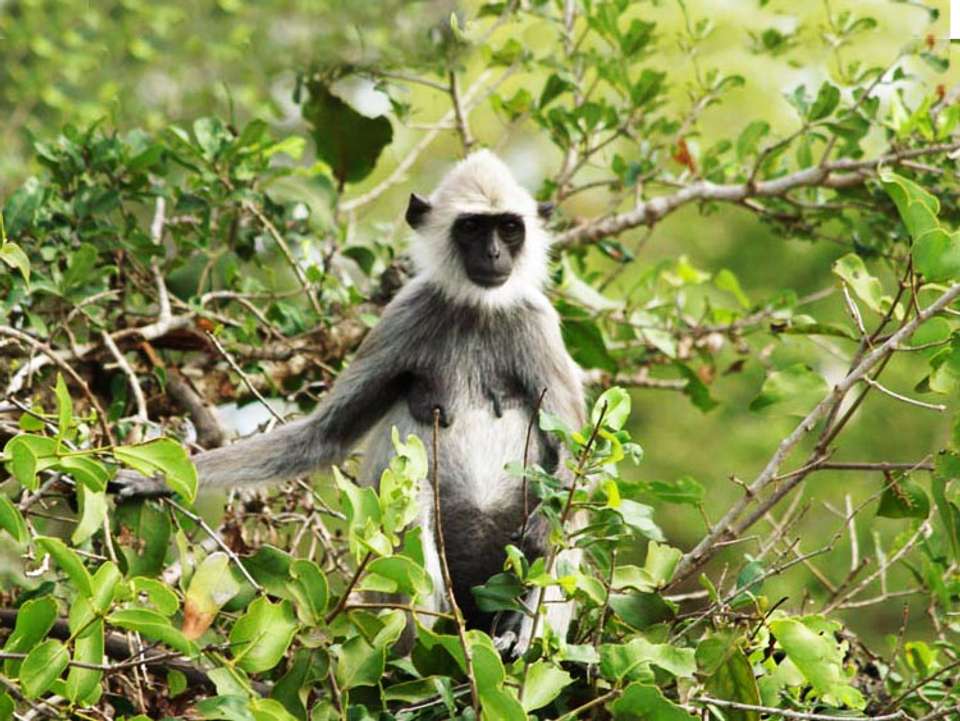 Sri Lanka Encompassed  - 15 days - On The Go Tours - Sri Lanka - Image 3