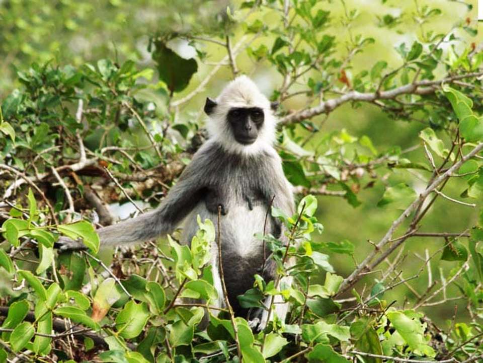 Sri Lanka Encompassed  - 15 days - On The Go Tours - Sri Lanka - Image 3
