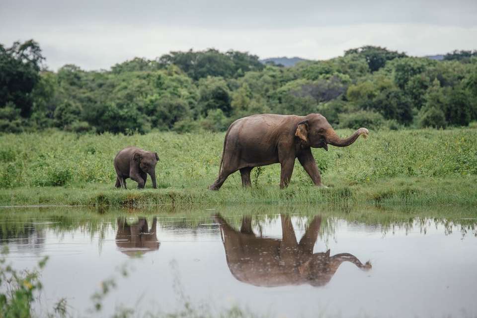 Sri Lanka Explorer - Intrepid Travel - Sri Lanka - Image 5