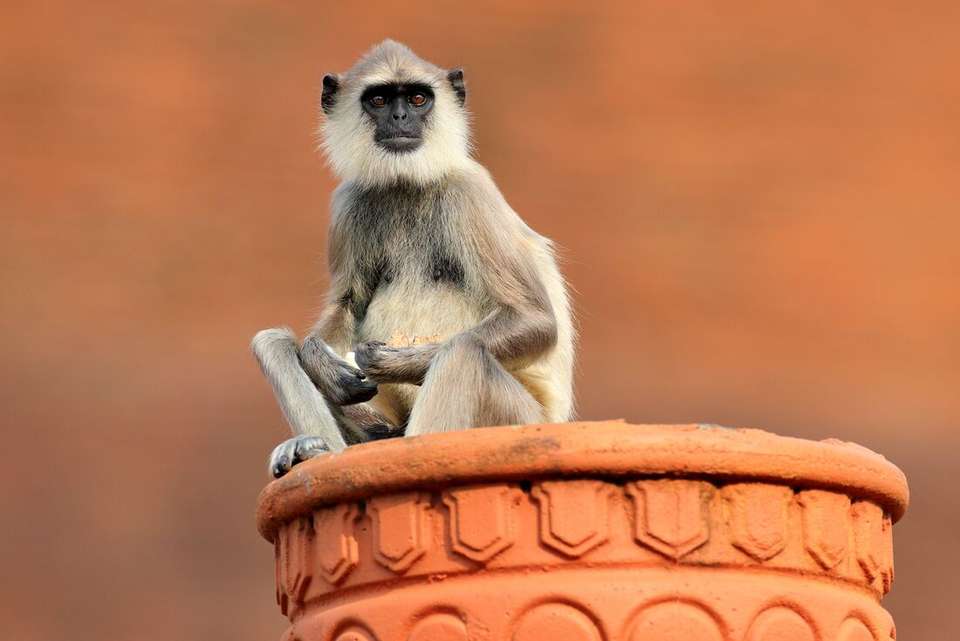 Sri Lanka Explorer - Intrepid Travel - Sri Lanka - Image 6
