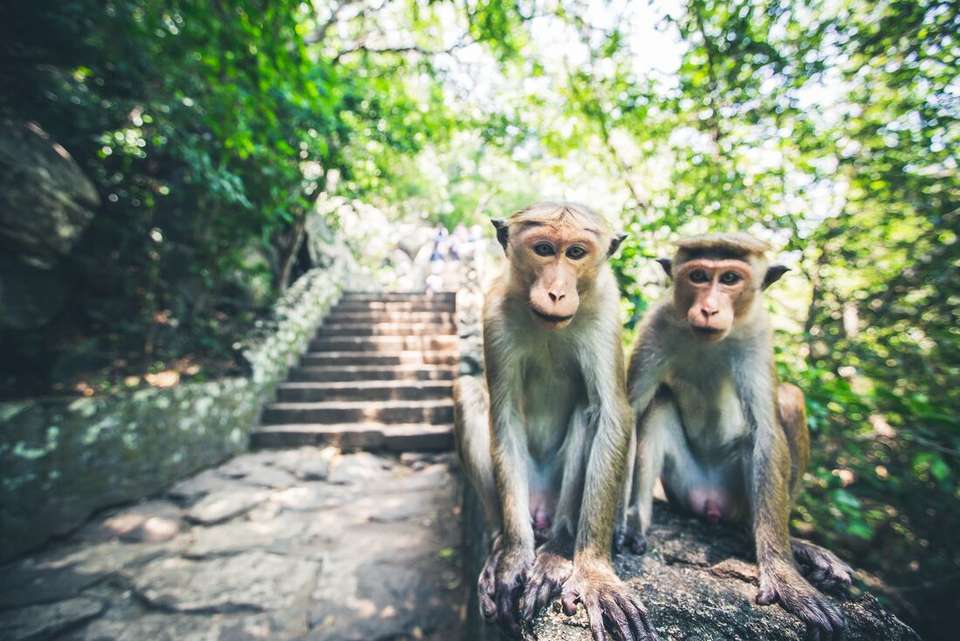 Sri Lanka Family Holiday - Intrepid Travel - Sri Lanka - Image 2