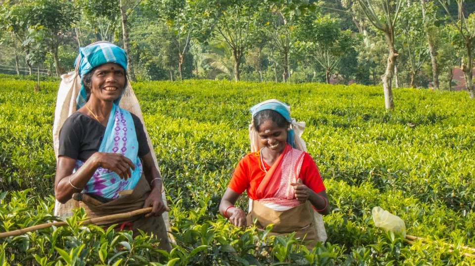 Sri Lanka Heritage Private Tour: 6 Days - undefined - Image 7
