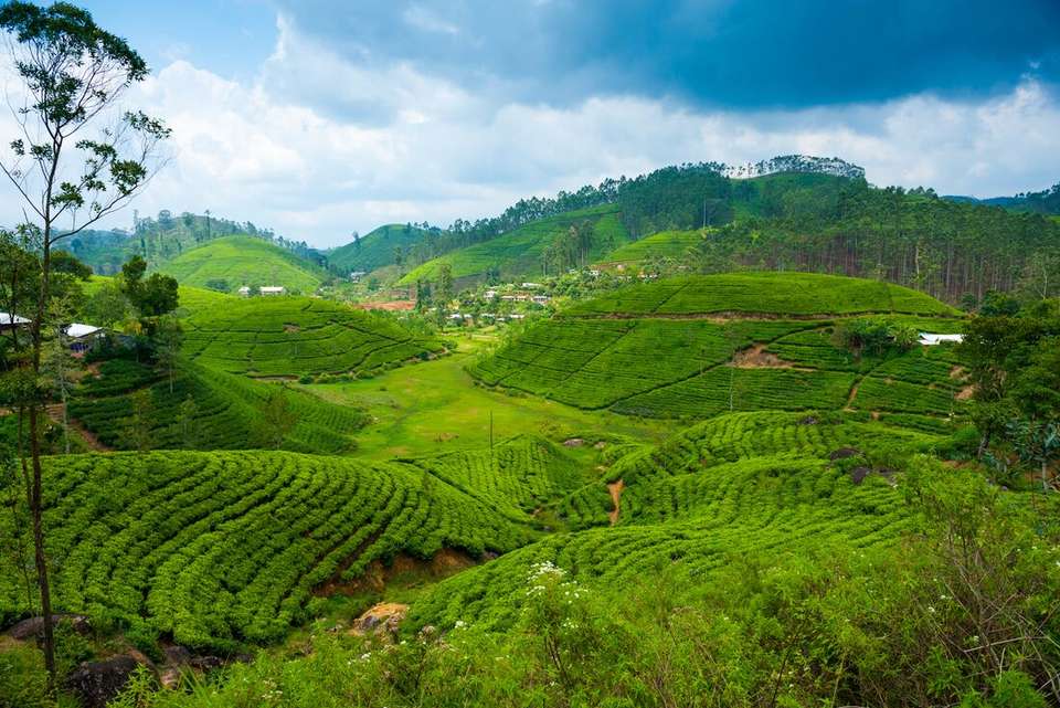 Sri Lanka: Hike, Bike & Kayak - Intrepid Travel - Sri Lanka - Image 5