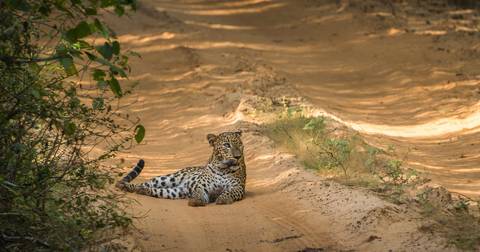 National Parks Tour: Sri Lanka In Depth