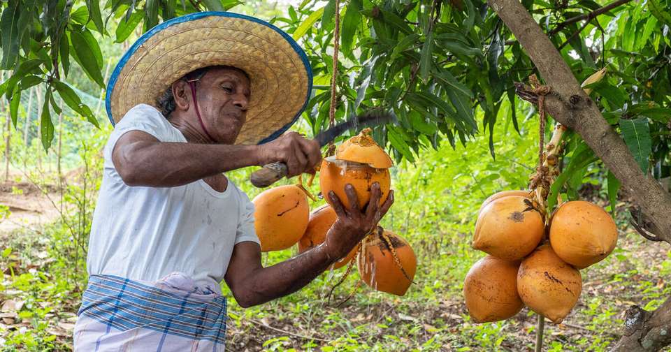 Sri Lanka in Depth - Explore - Sri Lanka