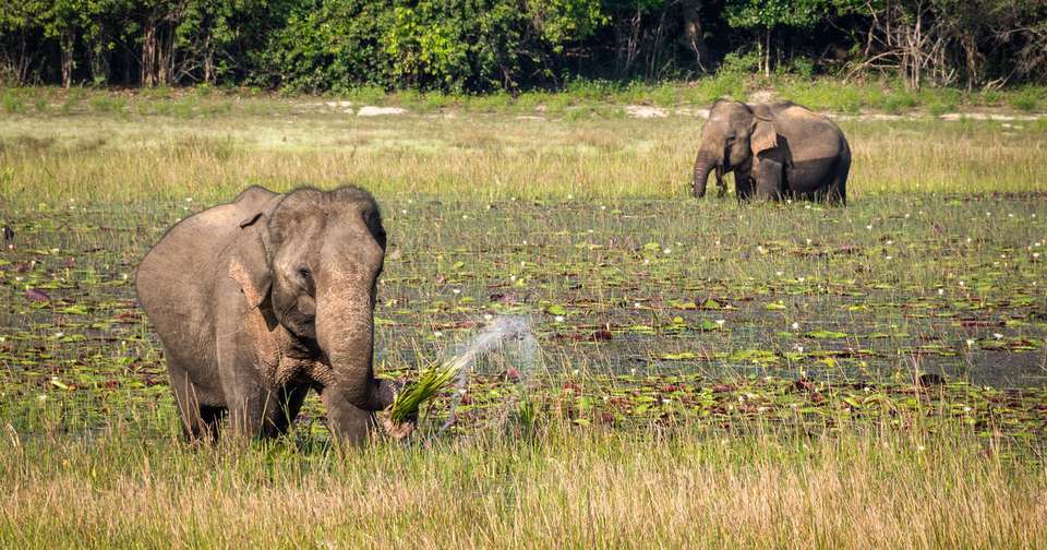 Sri Lanka in Depth + Maldive Dhoni Cruise - Explore - Sri Lanka - Image 5