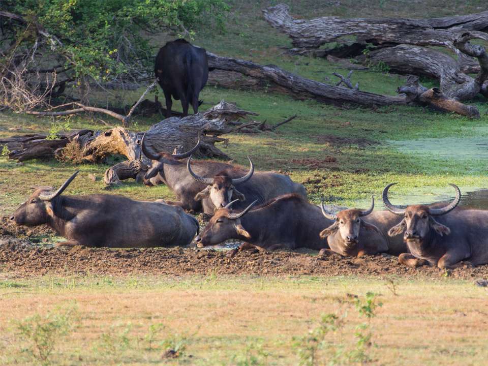 Sri Lanka: Leopard Safaris, Tea Highlands & Ancient Temples - undefined - Image 9