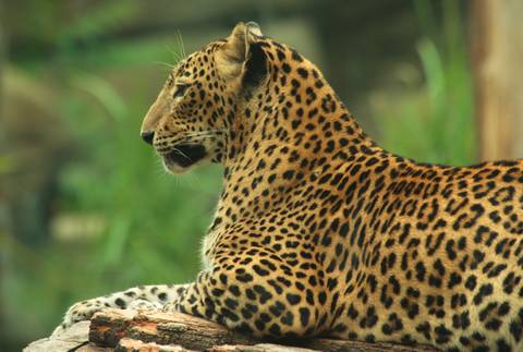 National Parks Tour: Sri Lanka North East & Beach - 10 Days