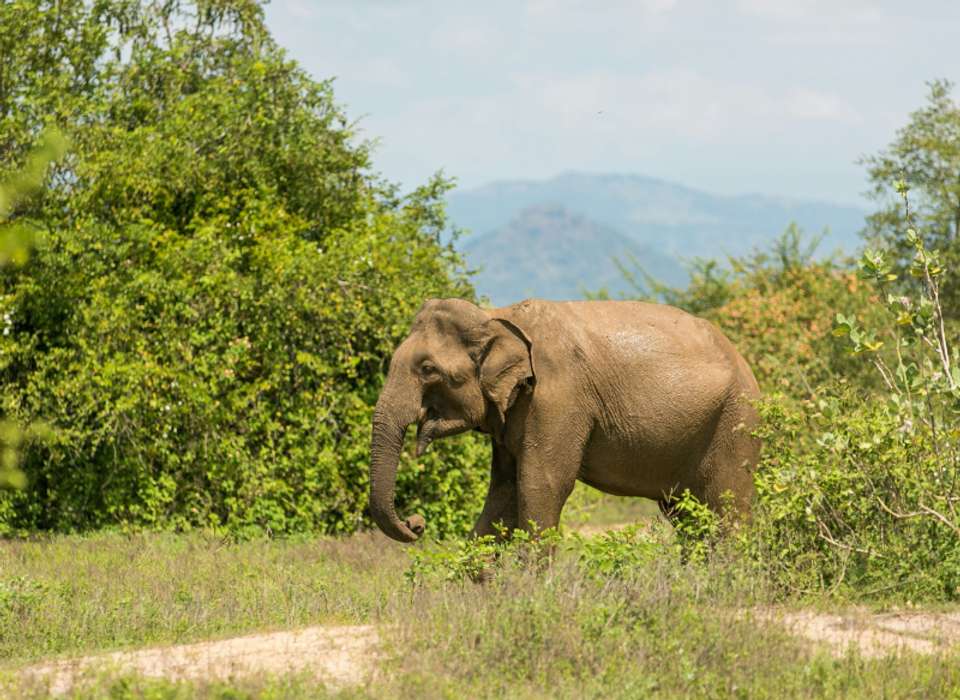 Sri Lanka on a Shoestring - undefined - Image 9