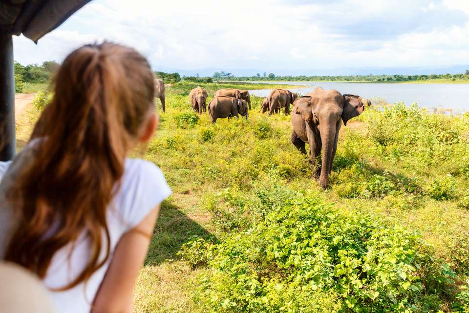 Sri Lanka Premium Family Holiday - Intrepid Travel - Sri Lanka - Image 10