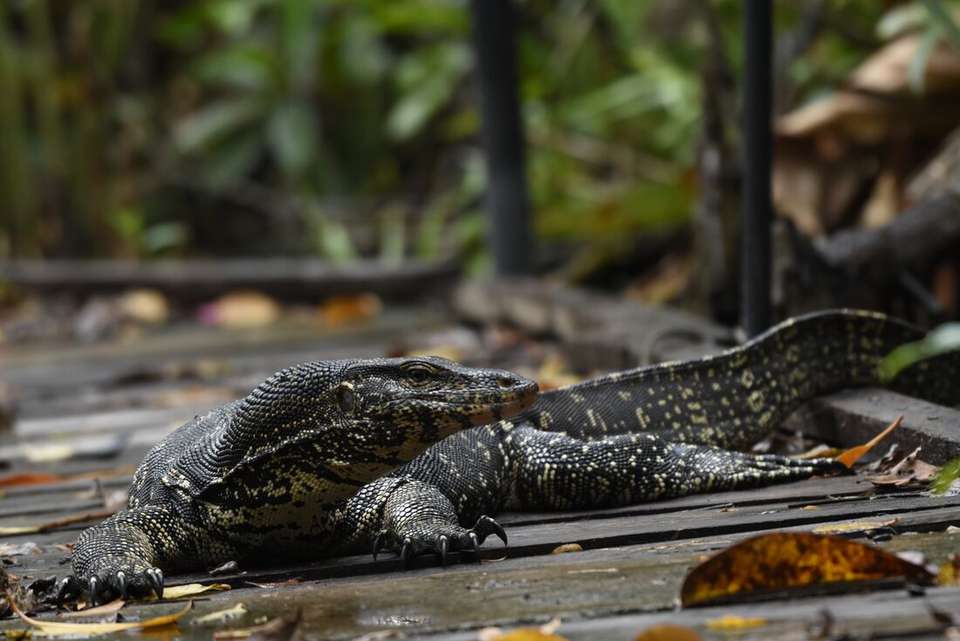 Sri Lanka Premium Family Holiday - Intrepid Travel - Sri Lanka - Image 14