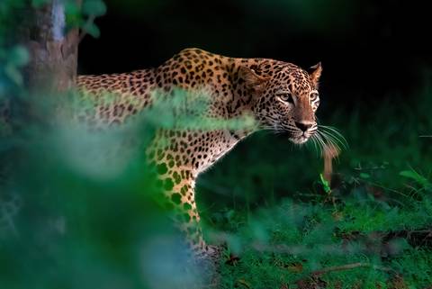 Sri Lanka Travel Deals: Sri Lanka Safari