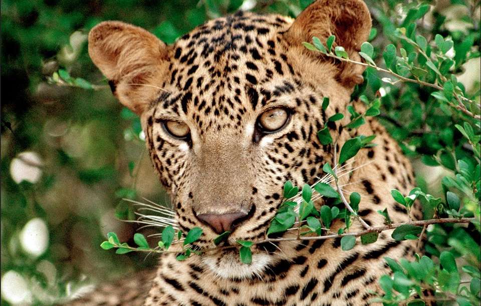 Sri Lanka Safari & Wildlife Tour - Tweet World Travel - Sri Lanka - Image 2