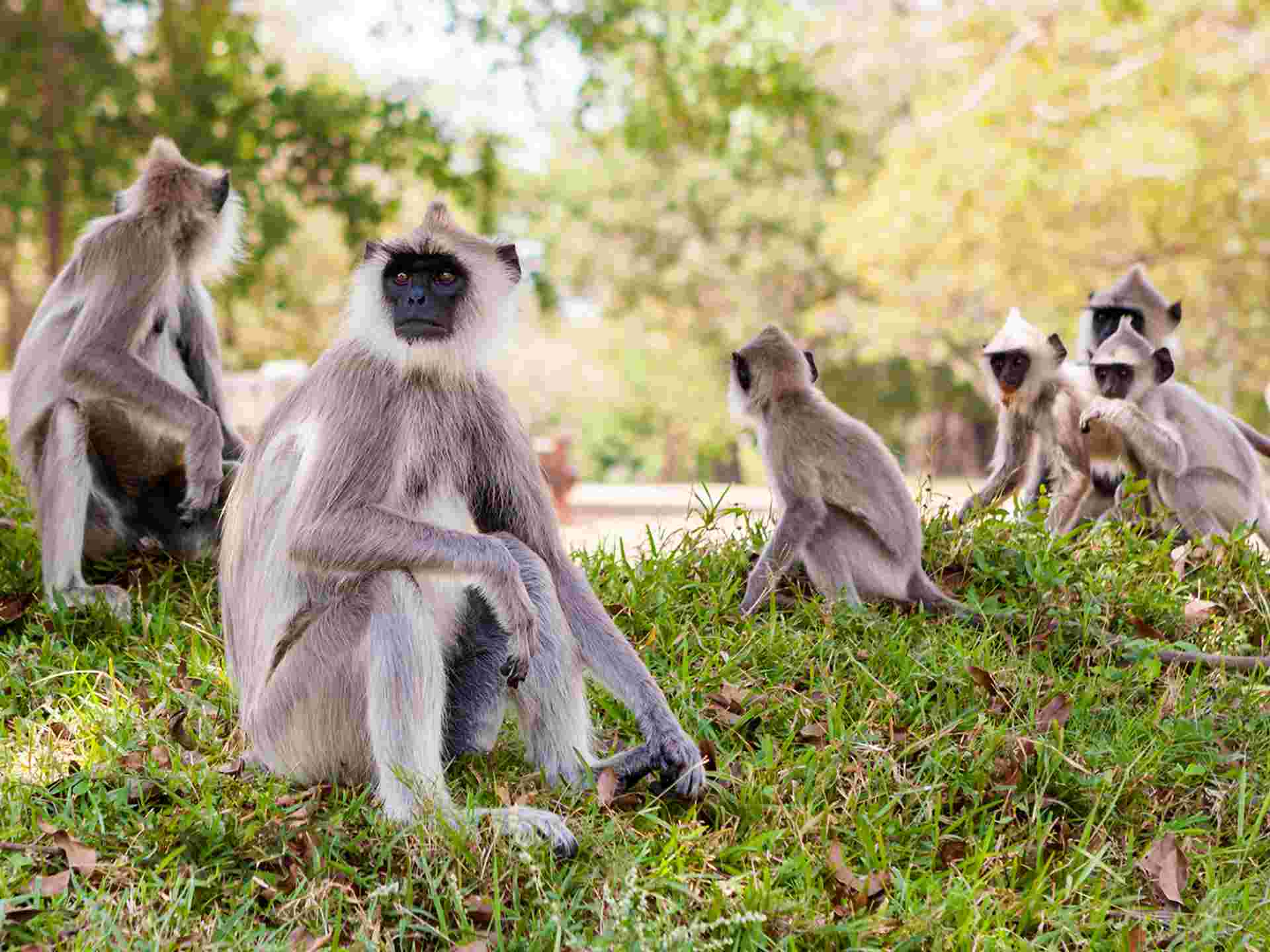 Sri Lanka Safari, Tour & Trek - 8 Days