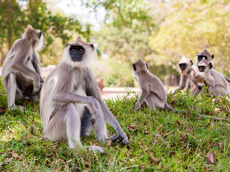 Sri Lanka Safari, Tour & Trek - 8 Days trip - alternative tour available