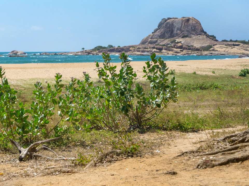 Sri Lanka Safari, Tour & Trek - 8 Days - On The Go Tours - Sri Lanka - Image 3