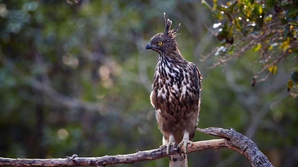 Untouched Wilderness of Sri Lanka  - Skyhaven Tours - Sri Lanka