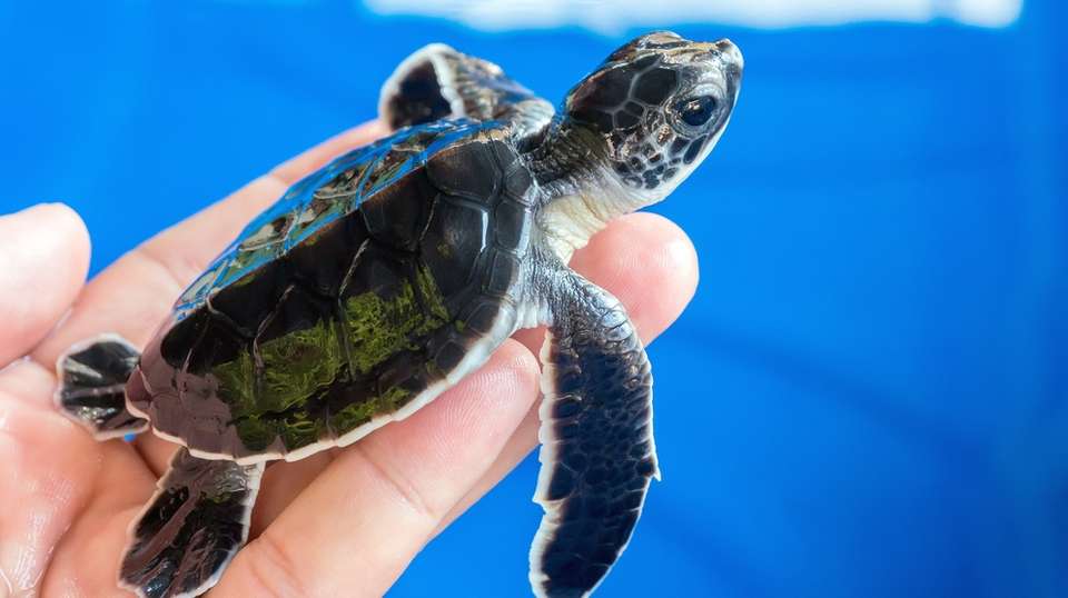 Untouched Wilderness of Sri Lanka  - Skyhaven Tours - Sri Lanka