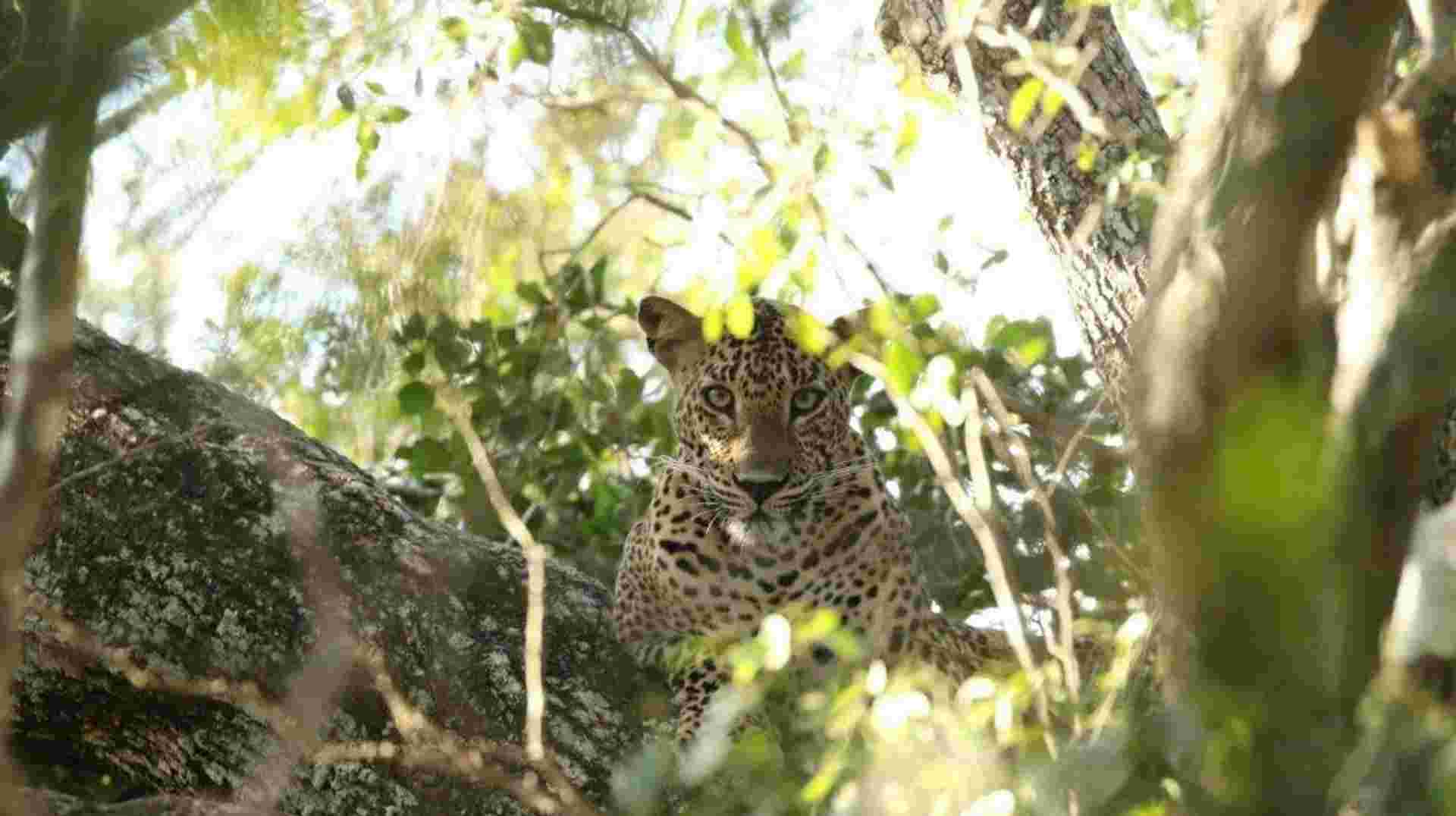 Untouched Wilderness of Sri Lanka 