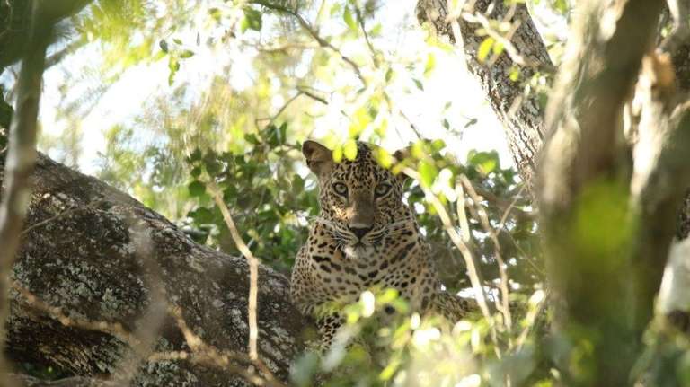 Untouched Wilderness of Sri Lanka  - April 2027