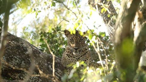 Untouched Wilderness Of Sri Lanka - April 2027
