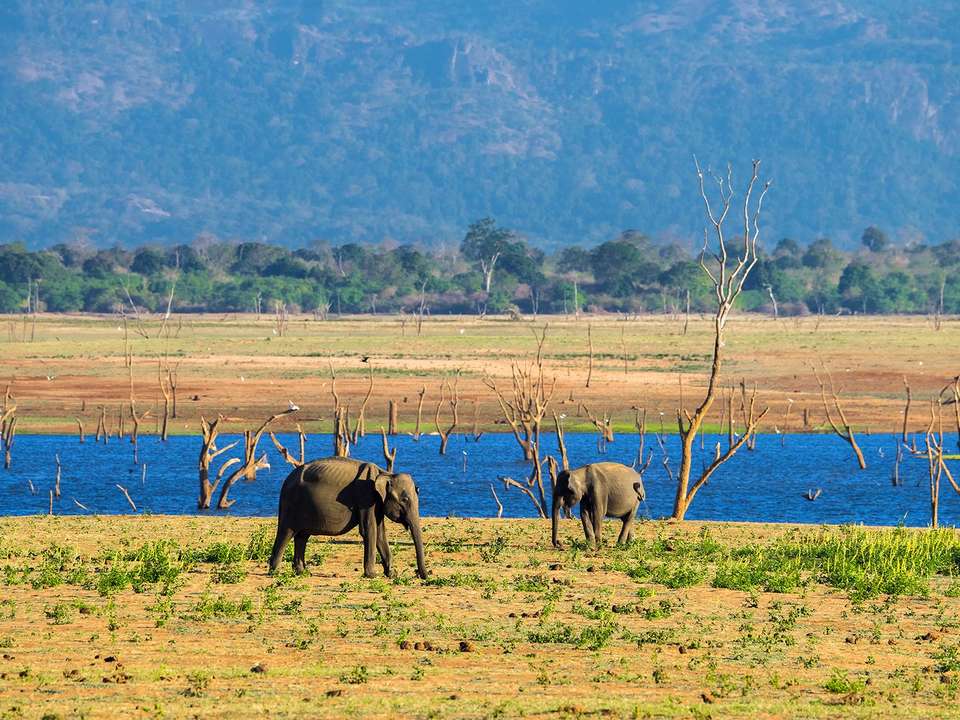 Sri Lanka Wildlife Explorer - 4 days - undefined - Image 3