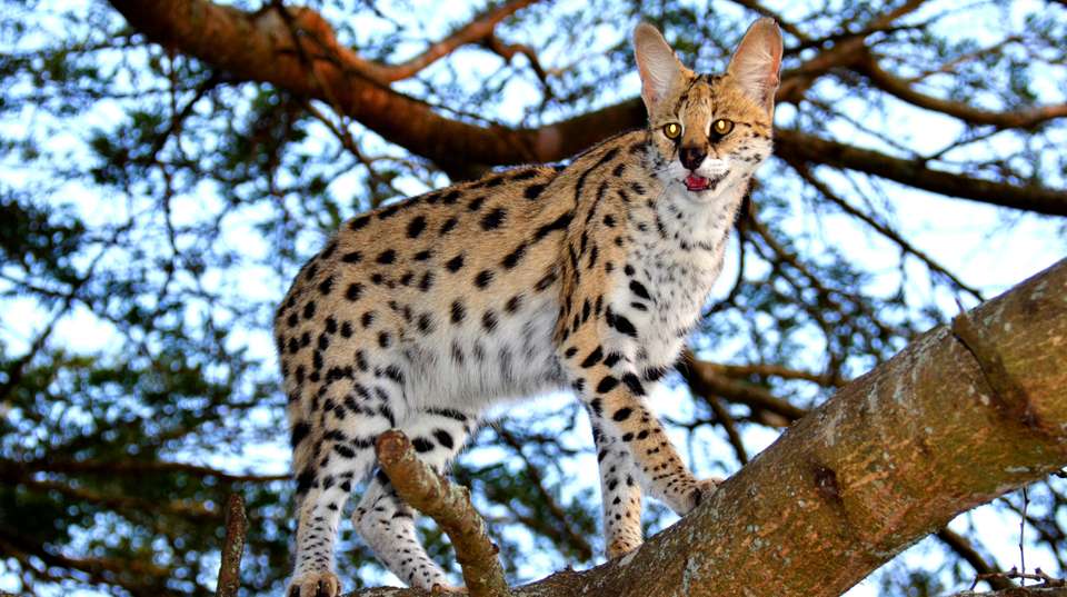 St Lucia iSimangaliso & Emdoneni Wild Cat Day Tour - Zulu Safaris - South Africa - Image 4